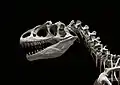 Crâne d'Allosaurus avec ses grandes fenêtres antéorbitaires.