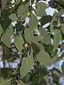 Feuilles et fruits mûrs
