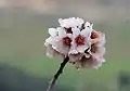 Fleurs d'amandier