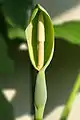 Inflorescence