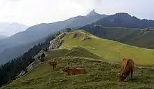 Vaches paissant dans un alpage.