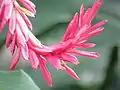 Inflorescence