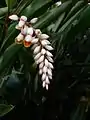 Fleurs.