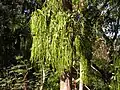 Alstonia scholaris, feuilles et graines.