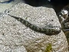 Alticus saliens