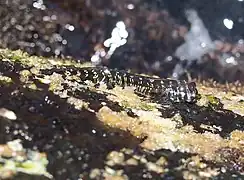 Alticus anjouanae
