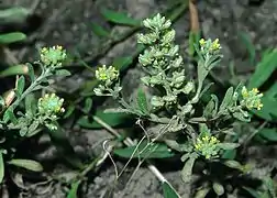 Alyssum alyssoides.
