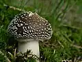 Amanita spissa, différentiable d'Amanita pantherina par son anneau strié.