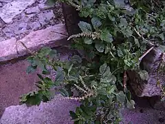 Rudérale opportuniste, l'Amarante couchée n'est pas une mauvaise herbe : ses graines et feuilles sont comestibles.