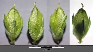 Fruits.