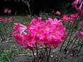 Variété plus colorée