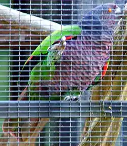 Sisserou, amazone impériale