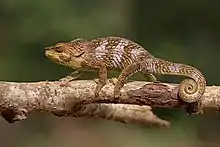 Un petit quadrupède formé de milliers de petits points avec une queue qui s'enroule sur elle-même.