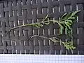 Plantule d'ambroisie tardive de deux semaines fleurie vers le 15 août.