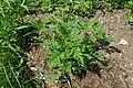 Jeunes plantes.