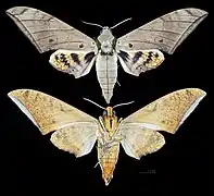 Ambulyx pryeri
