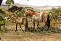 Equus neogeus&nbsp;(en)