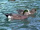 Canard d'Amérique