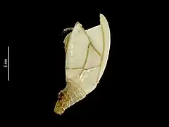 Amigdoscalpellum rigidum
