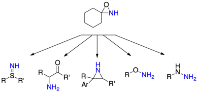 Réactions d'amination avec des oxaziridines.