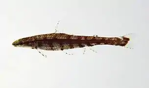 Ammocryptocharax sp