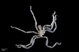 Ammothea ovatoides