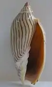 Amoria ellioti.