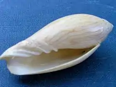 Amoria turneri.