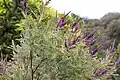 Floraison