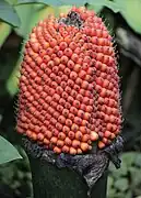 Fruits