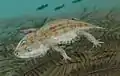 Amphibamus