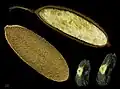 Fruit d’Amphilophium crucigerum au Guatemala.