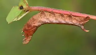 La chenille
