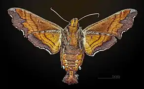 Amphion floridensis ♀ △ MHNT