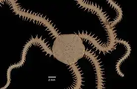 Amphioplus acutus
