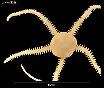 Amphioplus affinis