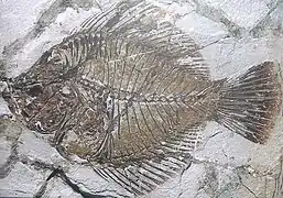 Fossile d'Amphistium paradoxum (Lutétien), soit environ 45&nbsp;Ma.