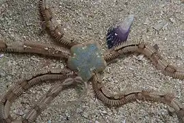 Amphiura capensis