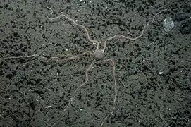 Spécimen in situ.
