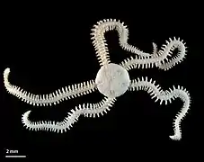 Amphiura constricta