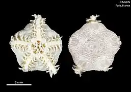 Amphiura lacazei