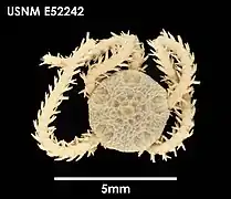 Amphiura lymani