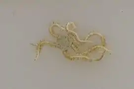 Amphiura pusilla