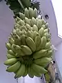 Une grappe entière de plantains.