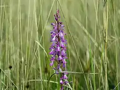 Orchis des marais.