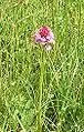Anacamptis pyramidalis