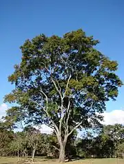Arbre adulte