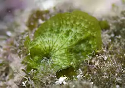Anadyomene wrightii, une Anadyomenaceae