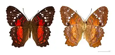 Anartia amathea