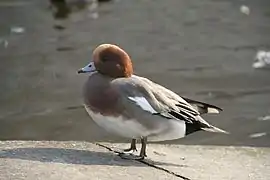 Le Canard siffleur.